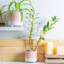 Ceramic Pot Planter-63880960