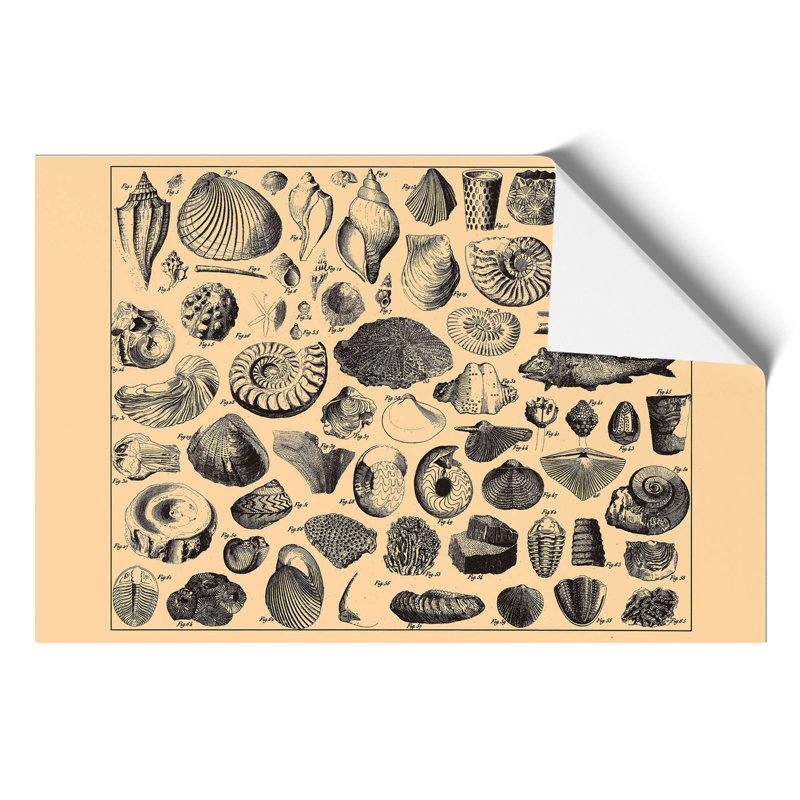 Encyclopedia Shells - Frameless Print, 42cm H x 59cm W x 0.1cm D