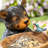 Bear Resin Bird Feeder