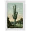 «Lofty Cactus», reproduction encadrée-661470787