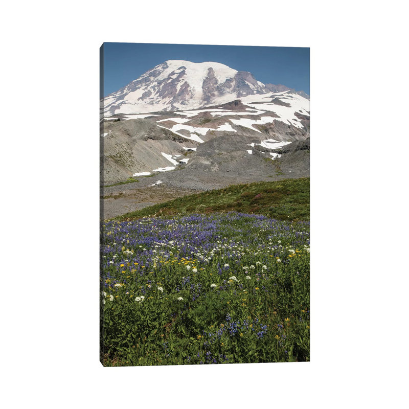 Broadleaf Lupine Flowers In A Field, Mount Rainier National Park, Washington State, USA - Wrapped Canvas Print