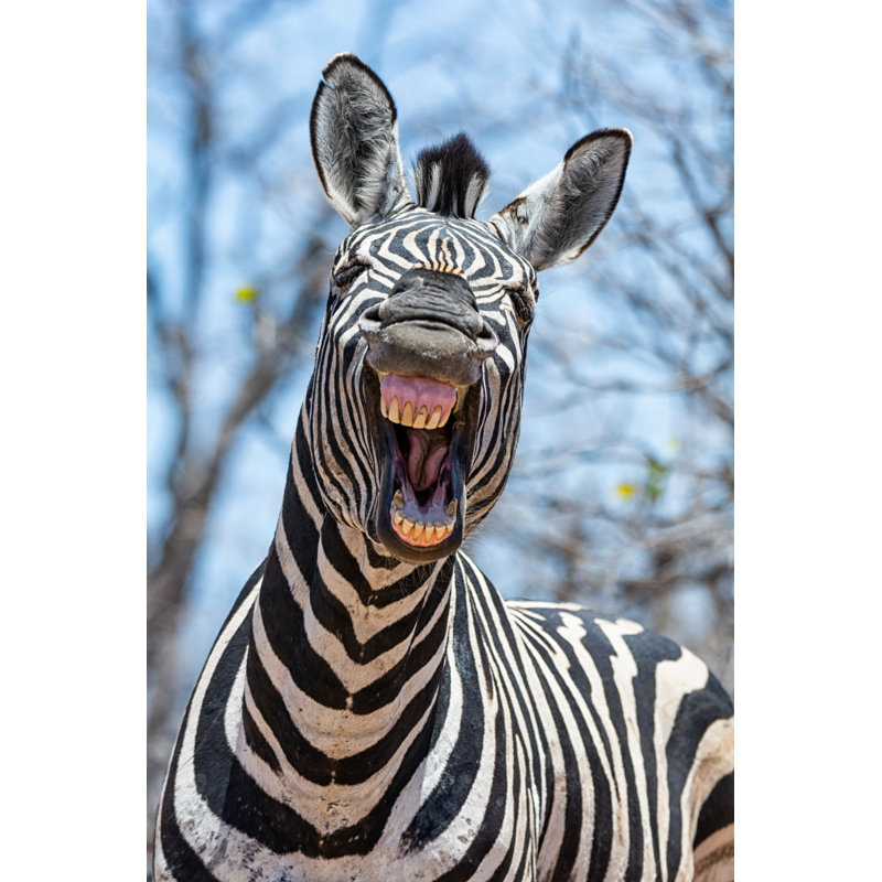 Laughing Zebra by Catherine Withers-Clarke - Wrapped Canvas Print, 30cm H x 20cm W x 3.8cm D