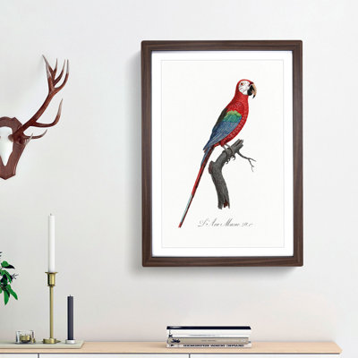 Scarlet Macaw Parrot by F. Levaillant - Picture Frame Painting Print