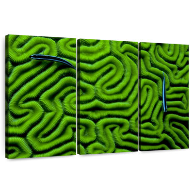 Corail vert Brampt