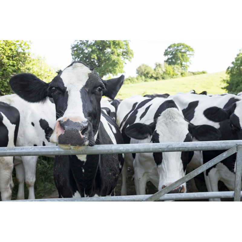 Holstein Friesian Cattle by Tbradford - Wrapped Canvas Print, 30cm H x 46cm W