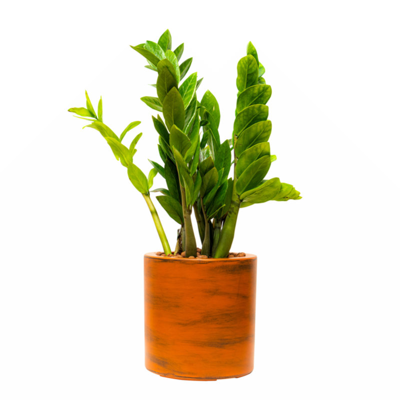 Pot à fleurs en plastique 8 po x 8 po Sentire