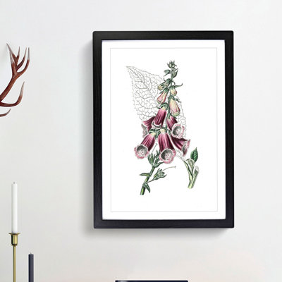 Foxglove Flowers Illustration - Framed Print