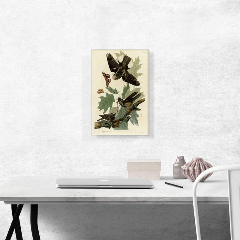 «Whip-Poor-Will» par James Audubon, reproduction d'art sur toile tendue, H 18 po x l 12 po x P 0,75 po