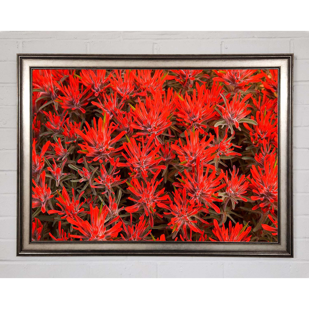 Red Paintbrush Utah - Einzelner Bilderrahmen Kunstdrucke