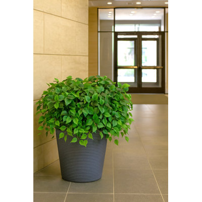 Philodendron Bush W/ 115 Silk Leaves - 23" Long - 4 Pack