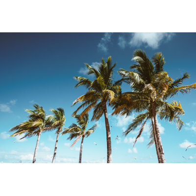Coconut Palm Tree in Florida 1 Piece Wall Art on Canvas