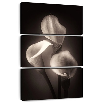 Calla Lilly Sepia