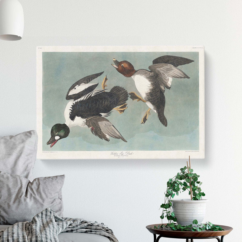 Golden-Eye Ducks by John James Audubon - Wrapped Canvas, 50cm H x 76cm W x 3cm D