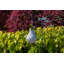 Soji Solar Powered Integrated LED Bulb Lantern