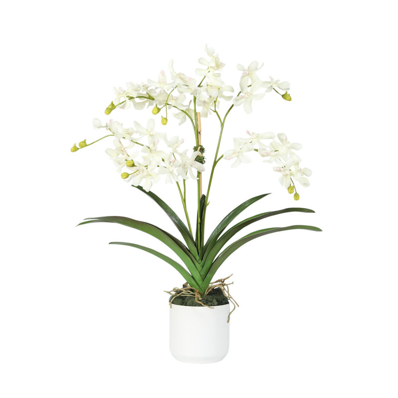 Polysilk Orchid Arrangement In Pot, White, White