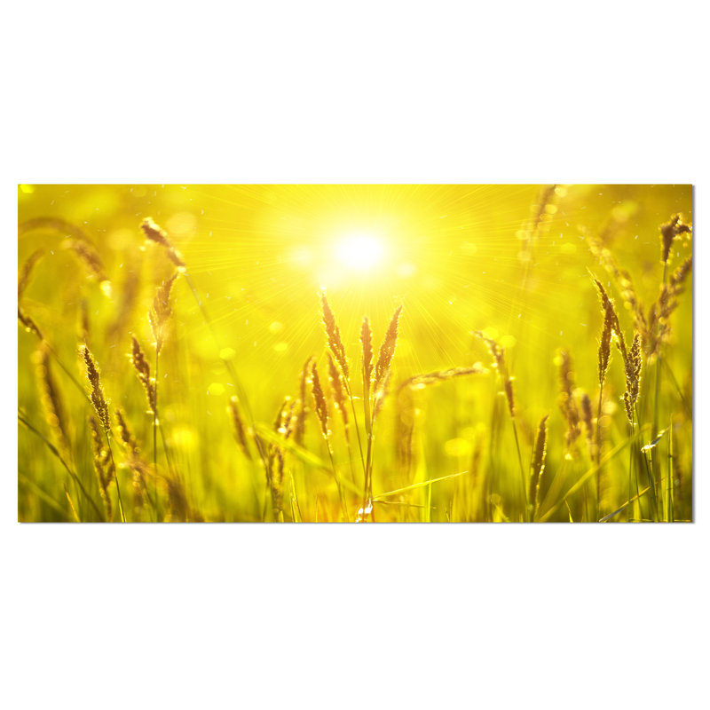 «Yellow Grass Flower at Sunset», reproduction de photo sur toile tendue, H 16 po x l 32 po