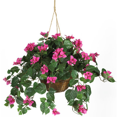 Bougainvillea Hanging Basket