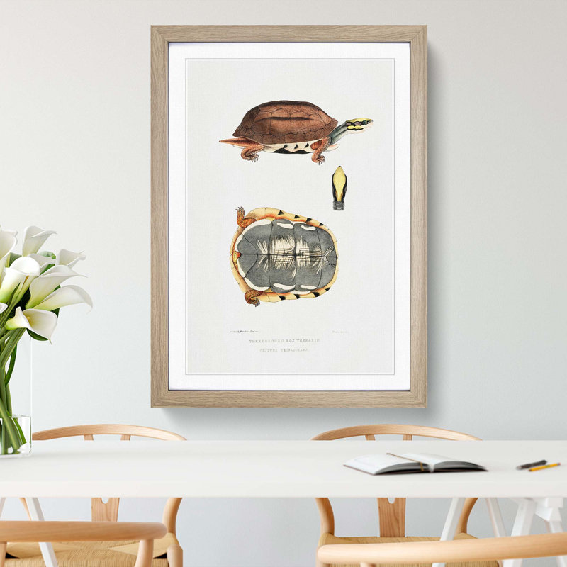 Three Banded Box Terrapin by John Edward Gray - Framed Print, Oak Framed, 65cm H x 48cm W x 2cm D