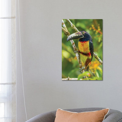 Costa Rica, La Selva Biological Research Station. Collared Aricari on Limb. 1 Piece Wrapped Canvas Wall Art
