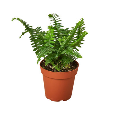 Live Plant in a Grower's Pot - Nephrolepis Obliterata - Exotic Textured Foliage for Your Garden