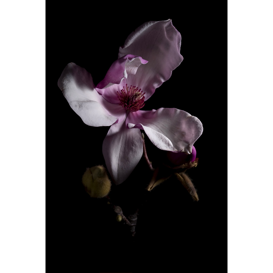 Magnolia Bloom von LICreate - Druck auf Leinwand ohne Rahmen