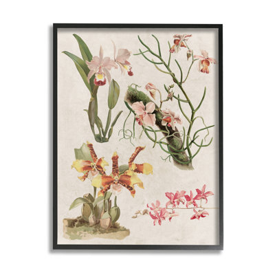 «Vintage Study Varied Flora» par Lil 'Rue - cadre flottant, impression sur bois