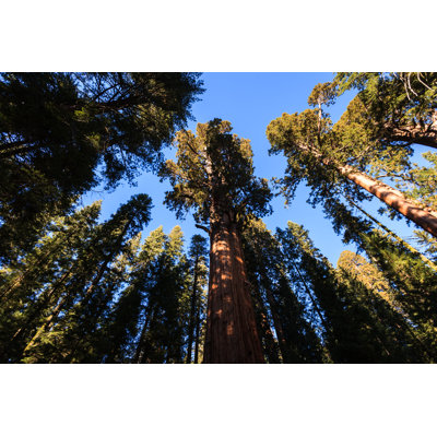 Sequoia Trees Trunk - Wrapped Canvas Print