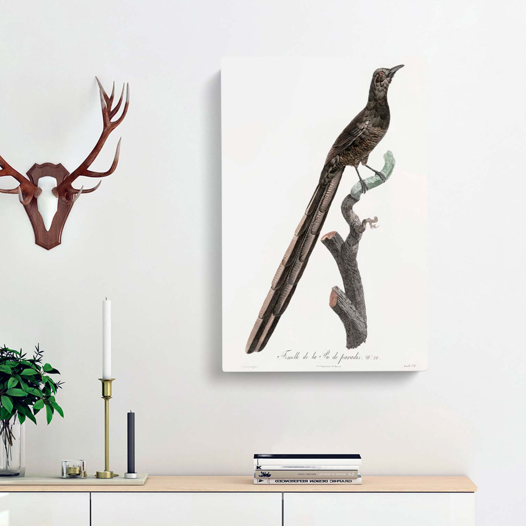 A Magpie Bird of Paradise by Jacques Barraband - Wrapped Canvas