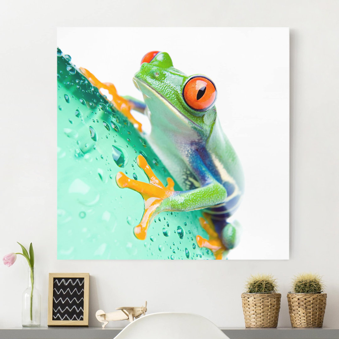 Leinwandbild Frog