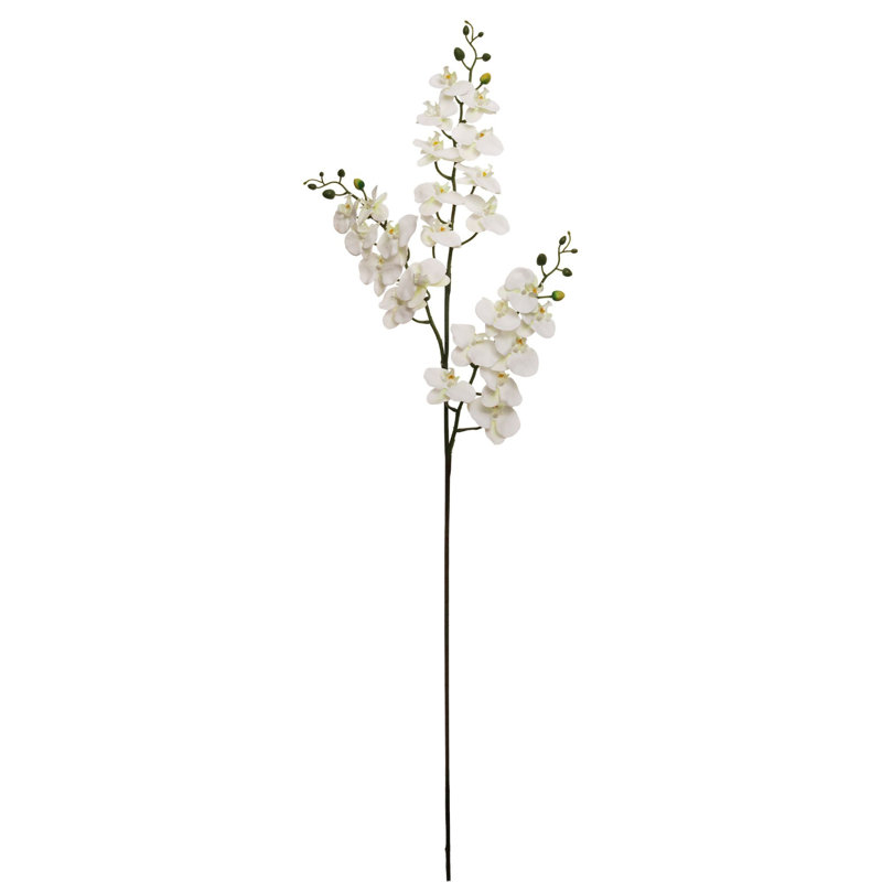 6pc 66"phalaenops X3/24f/18b