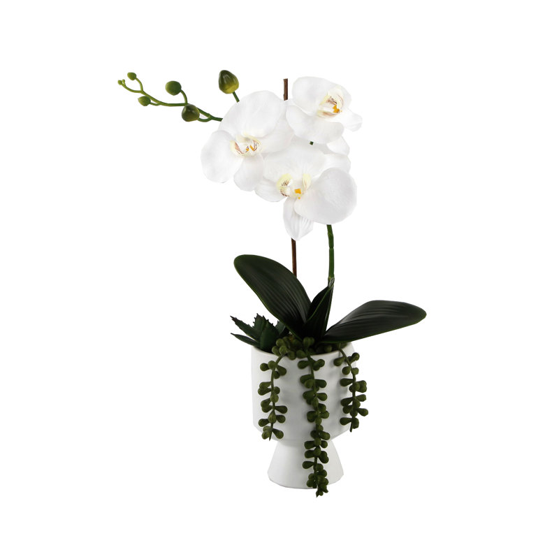 Orchid Arrangement in Planter, White