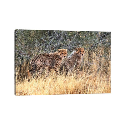 Cheetah Cubs, Kgalagadi Transfrontier Park, South Africa 1 Piece Wrapped Canvas Wall Art