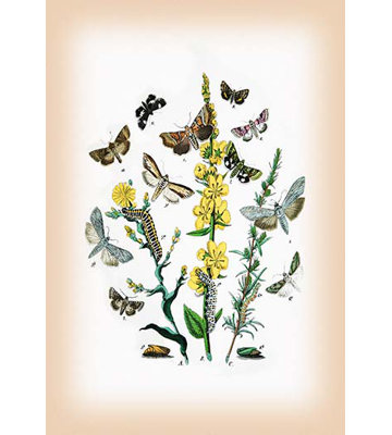William Forsell Kirby - Unframed Graphic Art