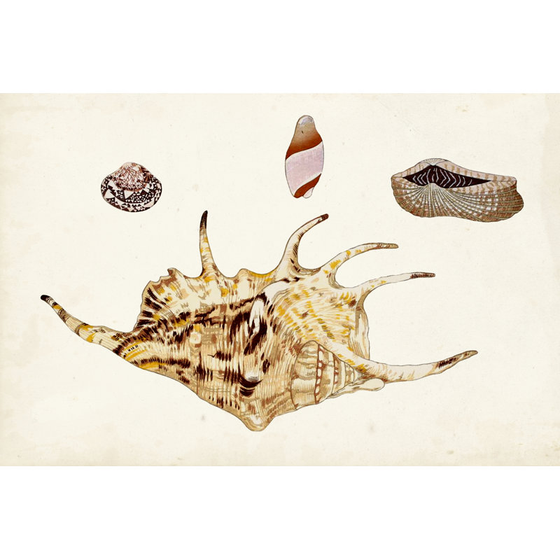 Antique Shell Anthology II by Vision Studio - Print on Canvas, 81cm H x 122cm W, Wrapped Canvas