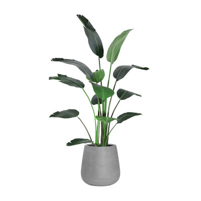6' Bird of Paradise Tree with Fiberstone Planter