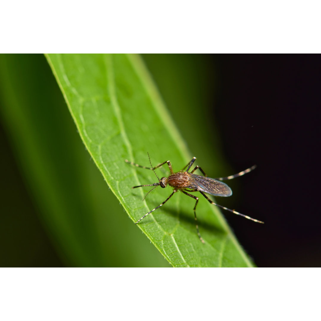 Mosquito von Brett_Hondow - Kunstdrucke auf Leinwand