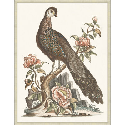 Grand Pheasant 1 Print