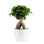 Bonsai Plant in Planter