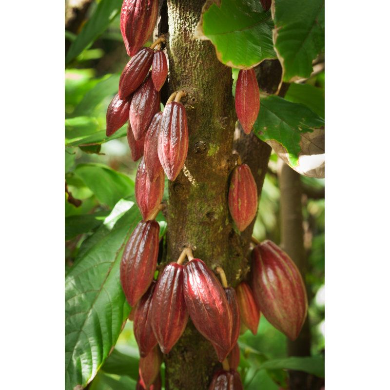 Fève de cacao en fruit dans une ferme de cacao à Kauai par Yinyang, H 30 po x l 20 po