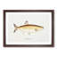 Illustration of a Freshwater Herring by F.E. Clarke - Picture Frame Painting Print-55579291-55579287