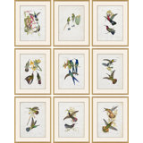 Hummingbirds Giclee Print by John Gould