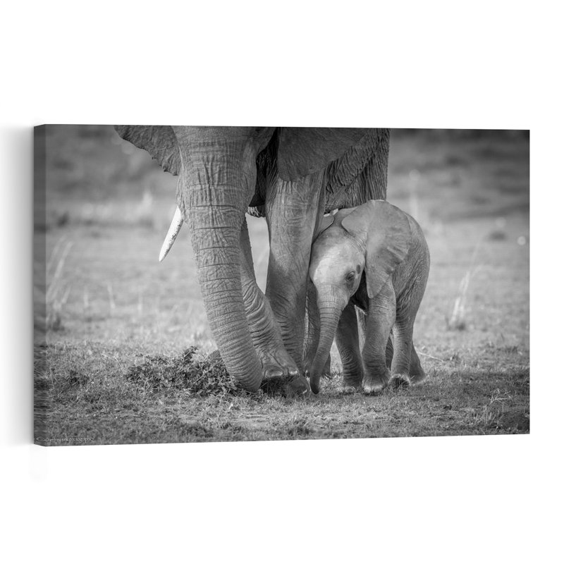 Tender Elephant Bond Contemporary Elephant Nature Wildlife Wall Art Print by Jeffrey C. Sink - 1 Piece Wrapped Canvas Wall Art