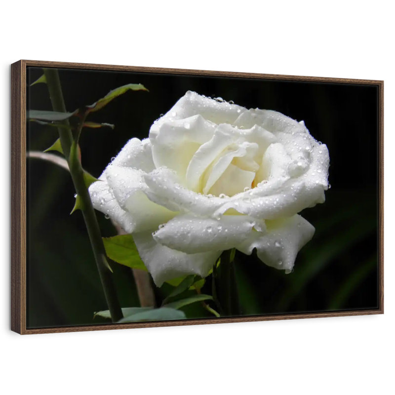 Gouttes de rosée sur rose blanche, 37 po x 25 po, Cadre flottant noyer