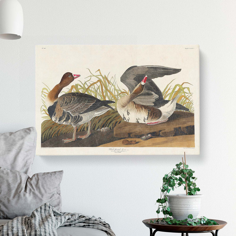 White Fronted Goose by John James Audubon - Wrapped Canvas, 40cm H x 60cm W x 3cm D