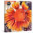" Blanket Flower "-17214919