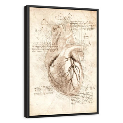 Human Heart