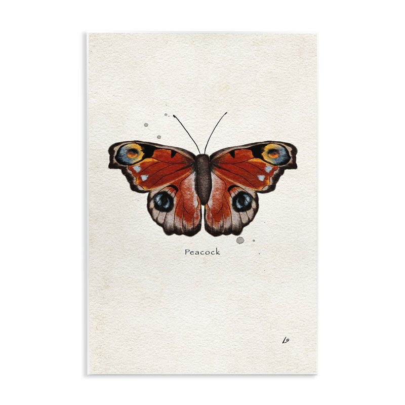  «Peacock Butterfly Study» par Lydia Orange, H 15 po x l 10 po