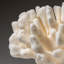 Genuine White Cat's Paw Coral (5.5 Lbs)