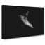 Sea Lion - Wrapped Canvas-55324189