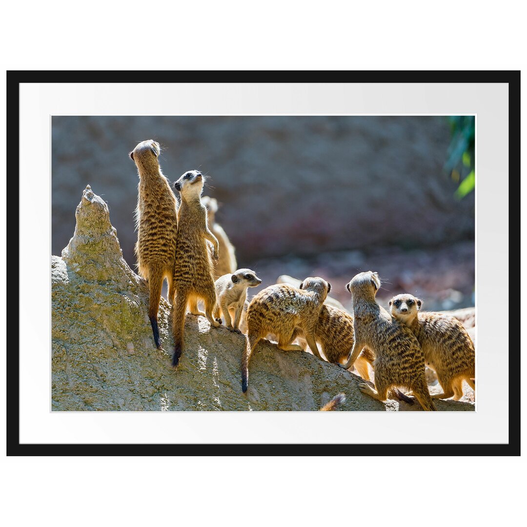 Gerahmtes Poster Große Erdmännchen Familie